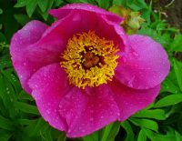 Paeonia; Foto: H. Zell