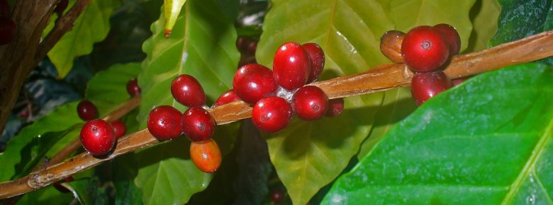 Coffea, Frucht; Foto: H.Zell