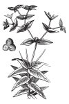 Euphorbia ipecacuanha; © Urheber: Morphart / fotolia