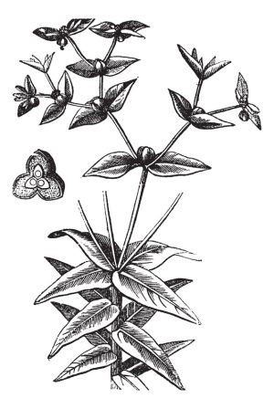 Euphorbia ipecacuanha; © Urheber: Morphart / fotolia