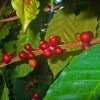 Coffea, Frucht; Foto: H.Zell